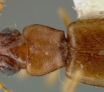 Media type: image;   Entomology 19507 Aspect: pronotum dorsal